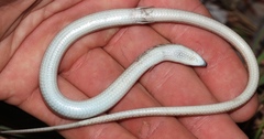 Eumecia anchietae