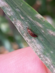 Anaspis lurida