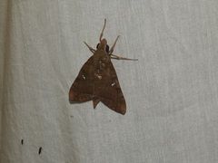 Nephele hespera