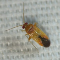 Parthenicus covilleae