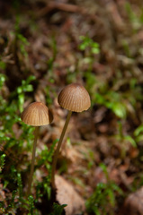 Mycena viridimarginata