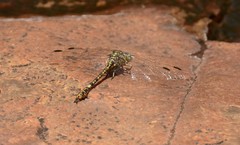 Paragomphus cognatus