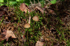 Mycena viridimarginata