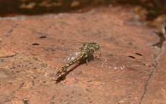 Paragomphus cognatus