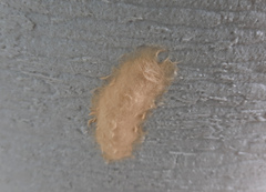 Paracles phaeocera