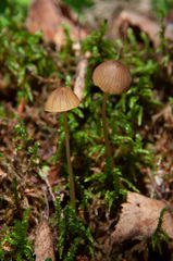 Mycena viridimarginata
