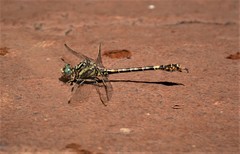 Paragomphus cognatus