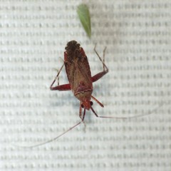 Phytocoris nicholi