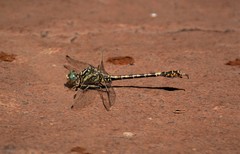 Paragomphus cognatus