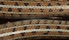 Eumecia anchietae