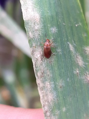 Anaspis lurida