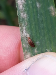 Anaspis lurida