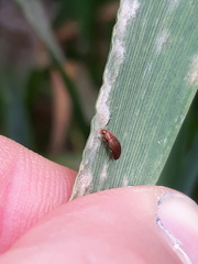 Anaspis lurida