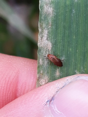 Anaspis lurida