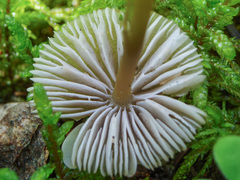 Mycena viridimarginata