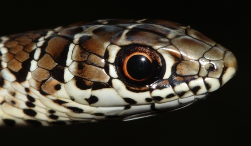 Photo of a Zambian Whip Snake (Psammophis zambiensis)