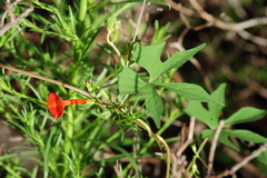 Ipomoea cristulata