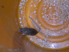 Mus musculus