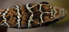 Psammophis zambiensis