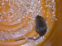 Mus musculus