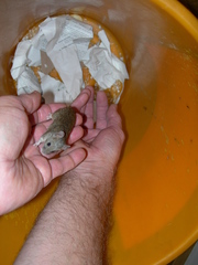 Mus musculus