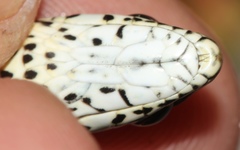 Psammophis zambiensis