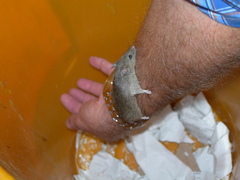 Mus musculus