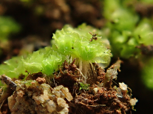 Image of Fossombronia caespitiformis by (c) Christian Berg, some rights reserved (CC BY)