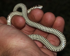 Psammophis zambiensis