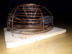 Mus musculus