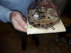 Mus musculus