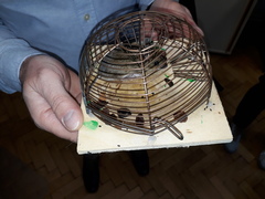 Mus musculus