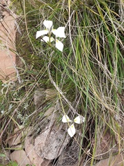 Moraea albicuspa