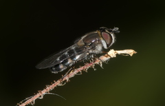 Betasyrphus serarius