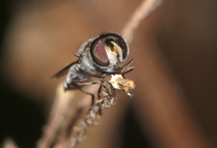 Betasyrphus serarius