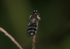 Betasyrphus serarius