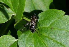 Betasyrphus serarius