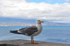 Larus michahellis