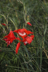 Gladiolus saundersii