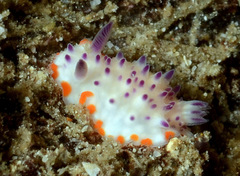 Mexichromis multituberculata