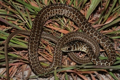 Psammophis zambiensis