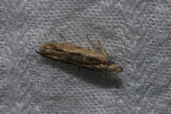 Hypatima venefica