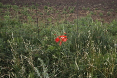 Gladiolus saundersii