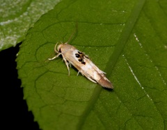 Hieromantis arcuata