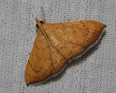 Hyalobathra