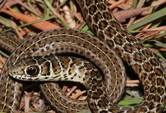 Psammophis zambiensis