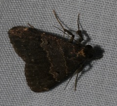 Hydrillodes nilgirialis