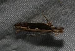 Hypatima spathota