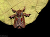 Euclea cippus - Photo (c) Maria Isabel Weyermanns, some rights reserved (CC BY-NC), uploaded by Maria Isabel Weyermanns