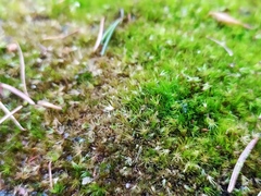 Campylopus flexuosus